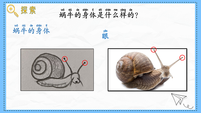 教科版科学一年级下册2.2《观察一种动物》课件第8页