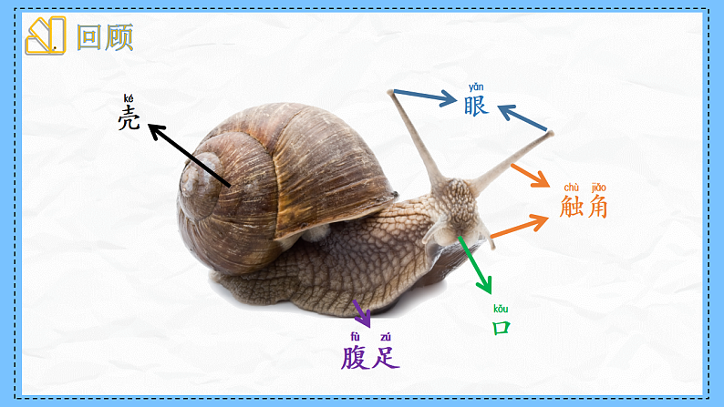 教科版科学一年级下册2.3《给蜗牛建个“家”》课件第2页