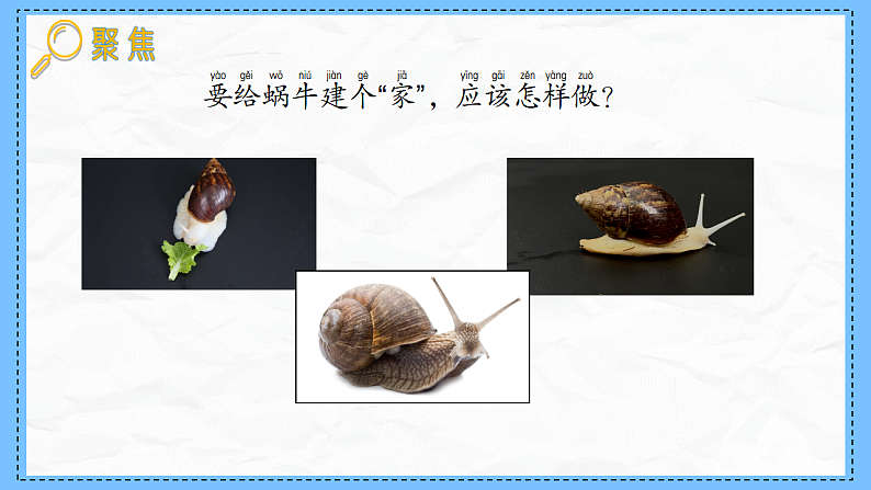 教科版科学一年级下册2.3《给蜗牛建个“家”》课件第3页