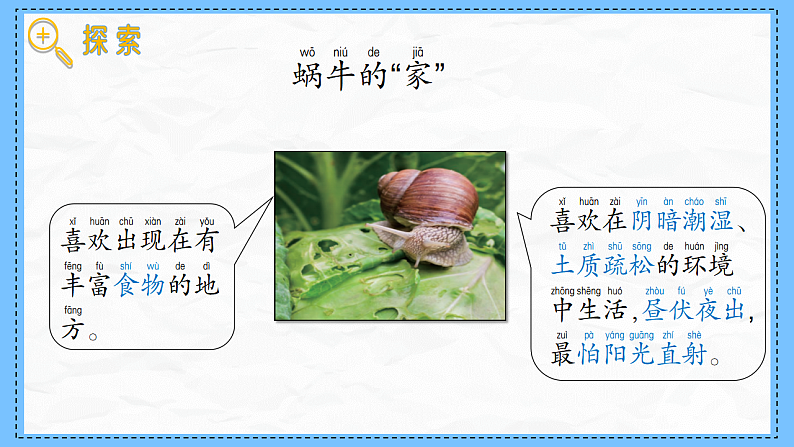 教科版科学一年级下册2.3《给蜗牛建个“家”》课件第5页