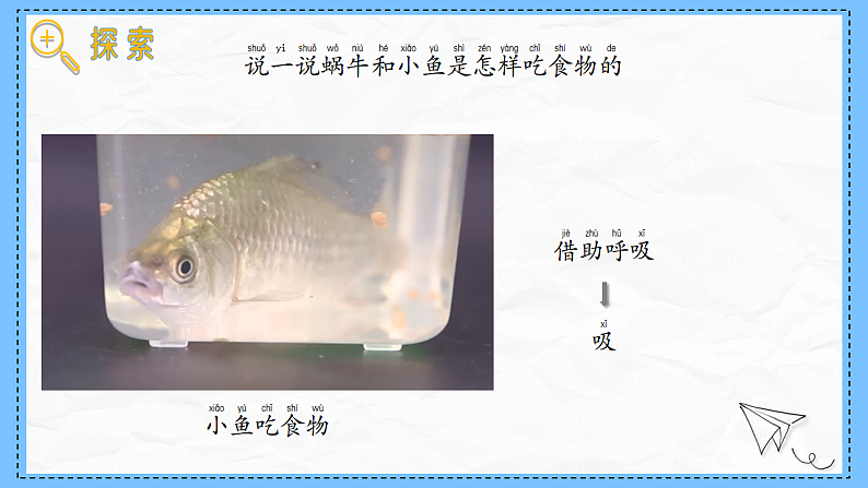 教科版科学一年级下册2.5《它们吃什么》课件第6页