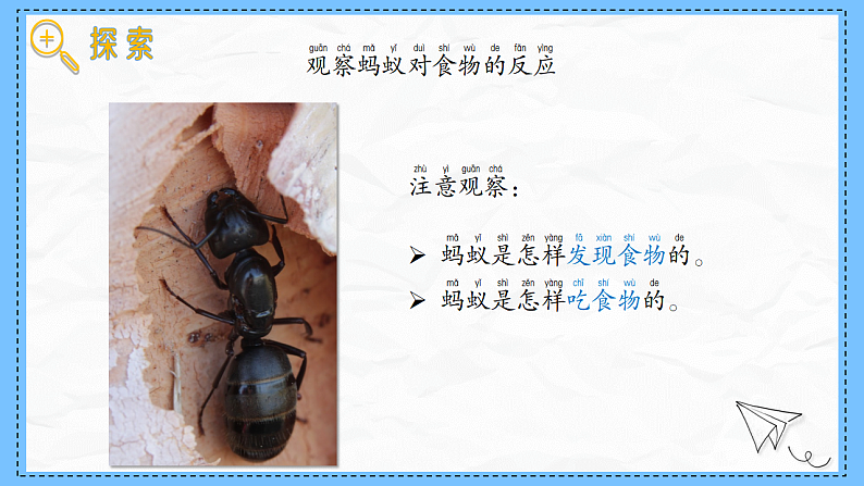 教科版科学一年级下册2.5《它们吃什么》课件第8页