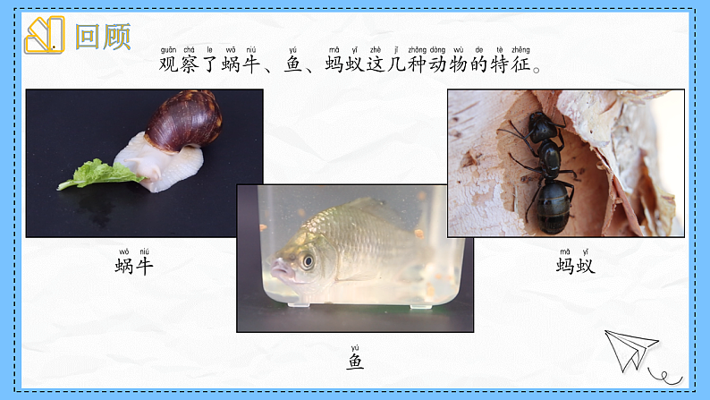 教科版科学一年级下册2.6《动物联欢会》课件第2页