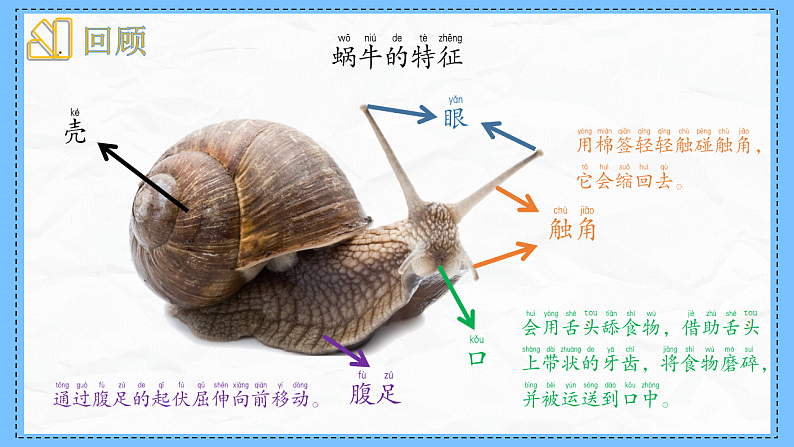 教科版科学一年级下册2.6《动物联欢会》课件第3页