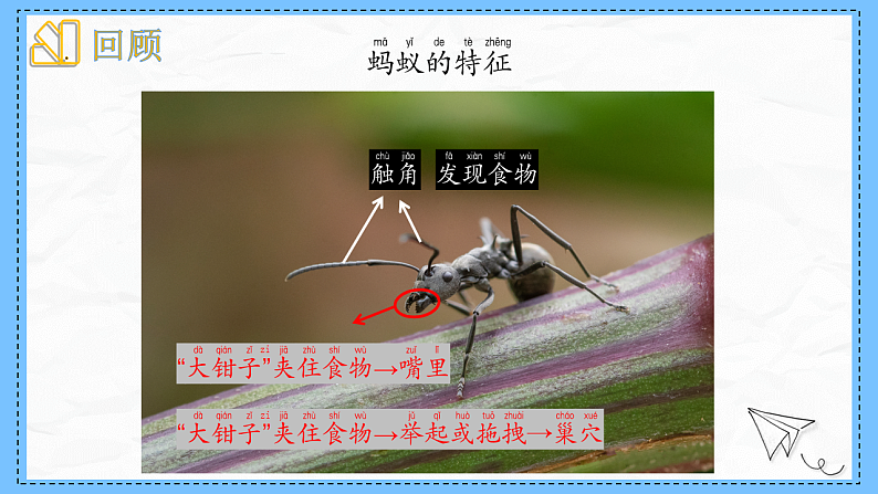 教科版科学一年级下册2.6《动物联欢会》课件第5页