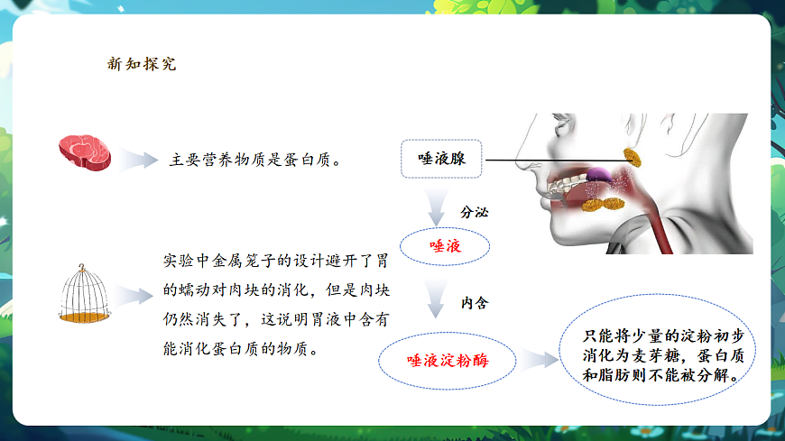 【核心素養(yǎng)】冀少版生物七下3.1.3.2食物在胃腸內(nèi)的消化 課件第6頁