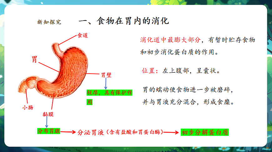 【核心素養(yǎng)】冀少版生物七下3.1.3.2食物在胃腸內(nèi)的消化 課件第7頁