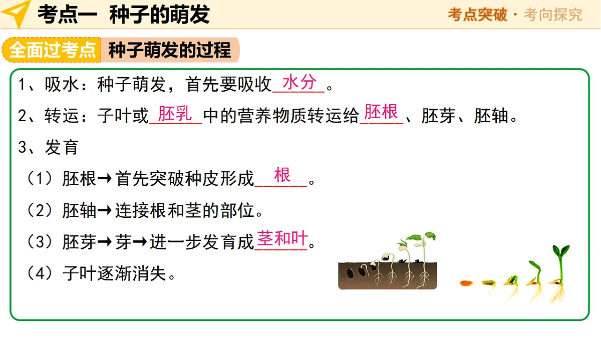 中考生物一轮复习 第06讲 被子植物的一生 课件第7页
