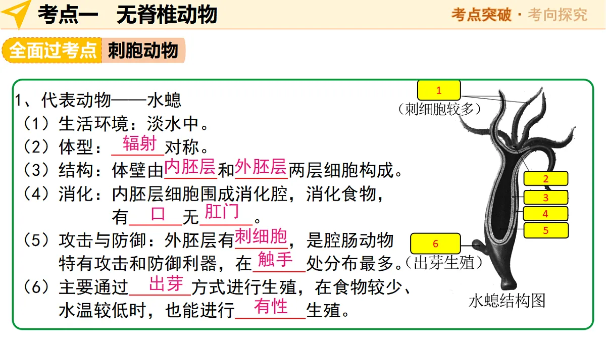 中考生物一轮复习 第17讲 动物的主要类群 课件第7页