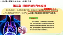 初中生物冀少版（2024）七年级下册（2024）第一节 呼吸系统的组成课前预习ppt课件