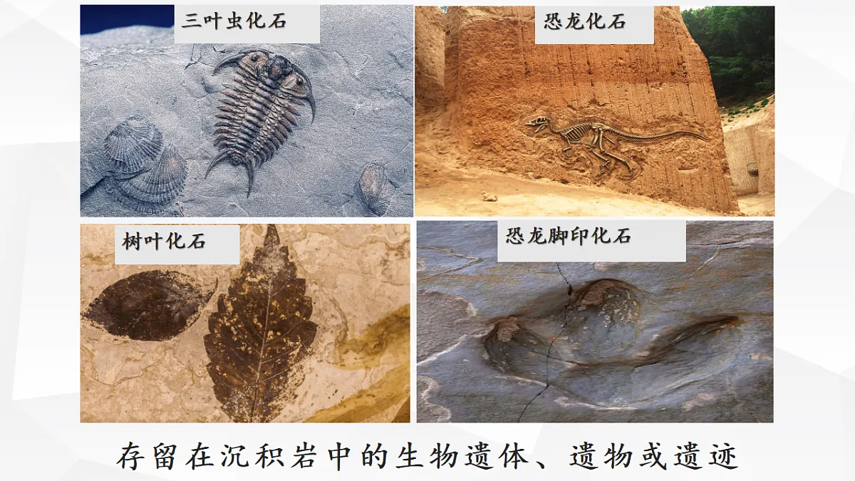 人教版高中地理 必修 第一册 1-3《地球的历史》课件第6页