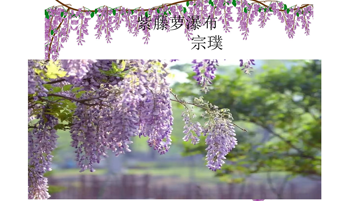《紫藤萝瀑布》第一课时第2页