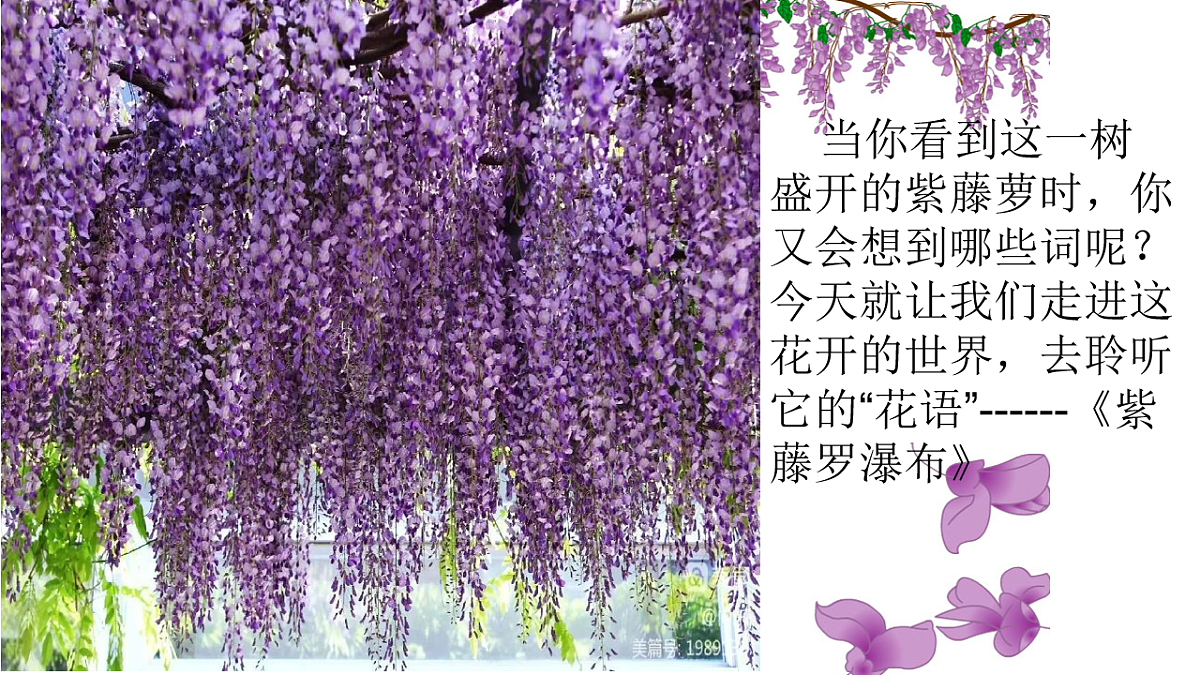 《紫藤萝瀑布》第一课时第5页