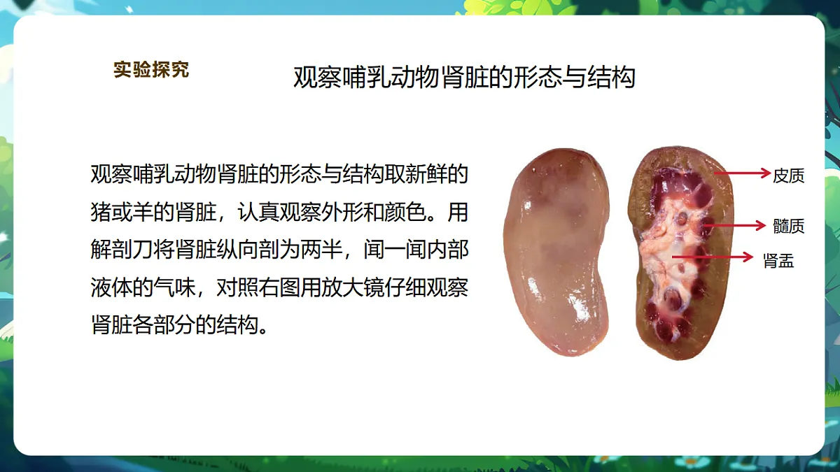 【核心素养】冀少版生物七下3.4.1泌尿系统的组成 课件(共23张PPT)第5页