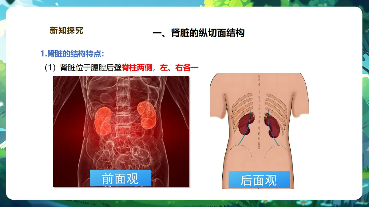 【核心素养】冀少版生物七下3.4.1泌尿系统的组成 课件(共23张PPT)第7页
