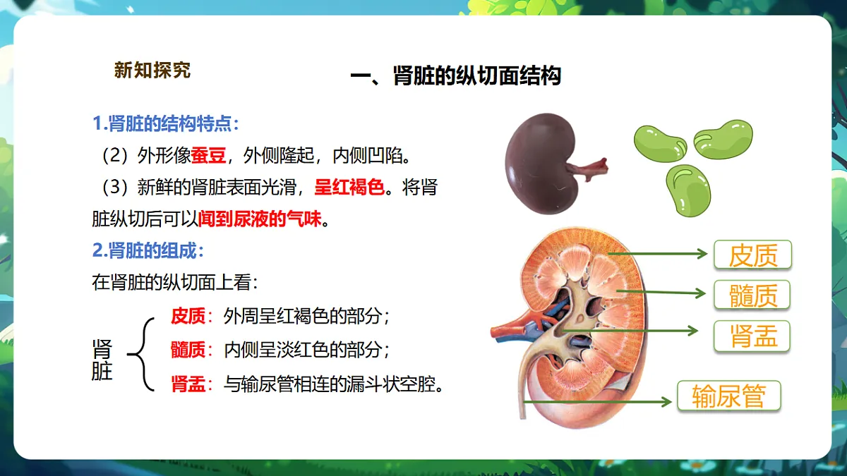 【核心素养】冀少版生物七下3.4.1泌尿系统的组成 课件(共23张PPT)第8页