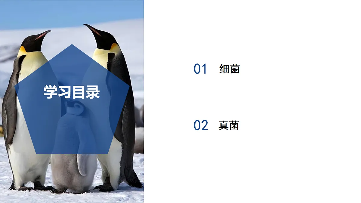 1.4 微生物的结构与生殖(第1课时)七年级科学下册同步备课系列(浙教版)课件第2页