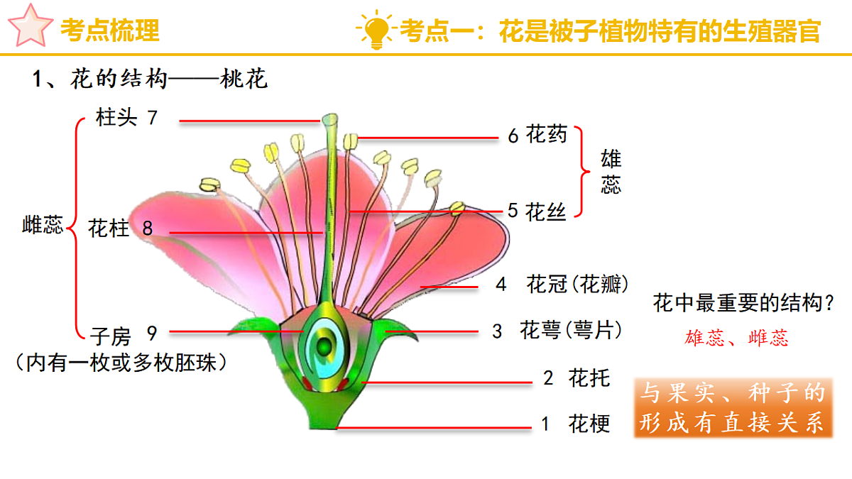 专题二 开花结果是被子植物的显著特征 2025学年七年级生物下学期期中考点大串讲(济南版2024)课件第4页