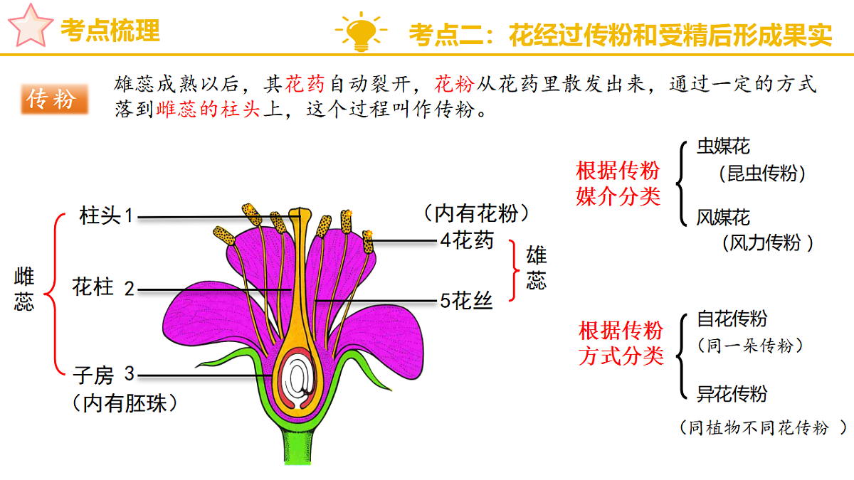 专题二 开花结果是被子植物的显著特征 2025学年七年级生物下学期期中考点大串讲(济南版2024)课件第6页