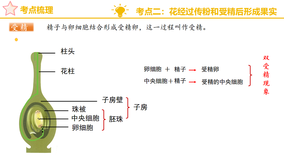 专题二 开花结果是被子植物的显著特征 2025学年七年级生物下学期期中考点大串讲(济南版2024)课件第7页