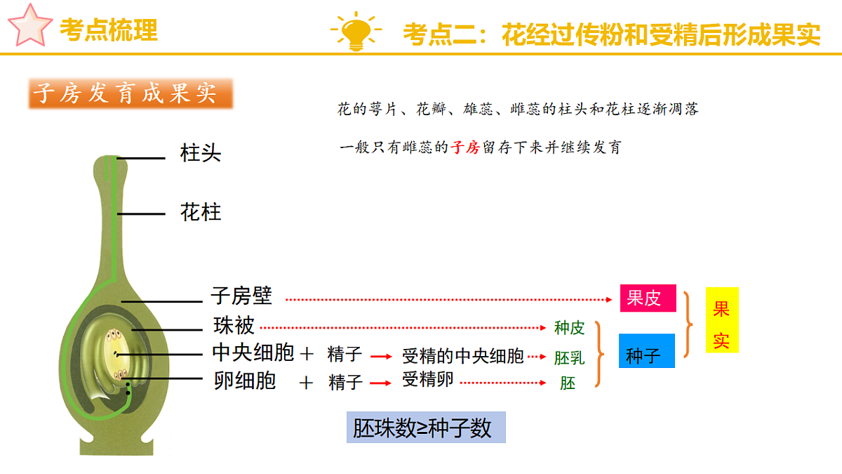 专题二 开花结果是被子植物的显著特征 2025学年七年级生物下学期期中考点大串讲(济南版2024)课件第8页