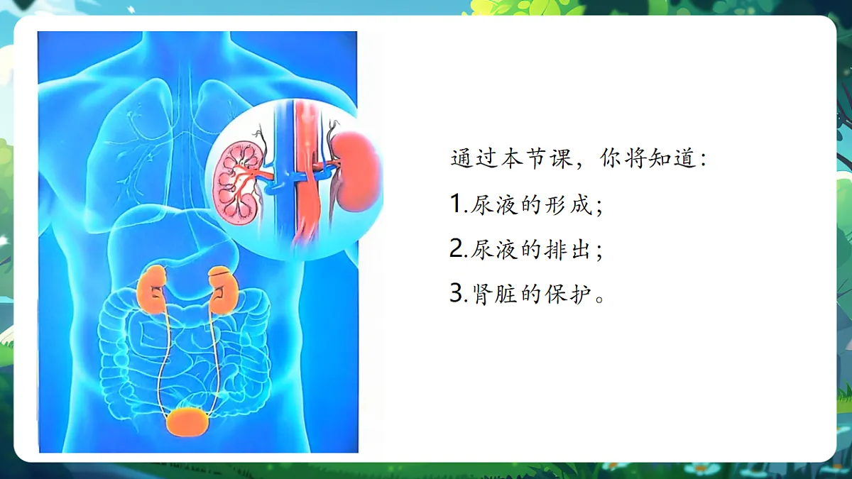 【核心素养】冀少版(新教材)生物七下 3.4.2尿液的形成和排出 课件(共31张PPT)+视频素材第3页