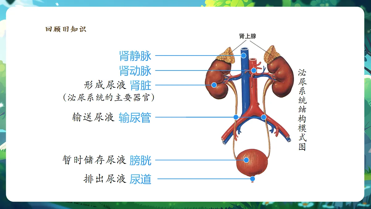 【核心素养】冀少版(新教材)生物七下 3.4.2尿液的形成和排出 课件(共31张PPT)+视频素材第4页