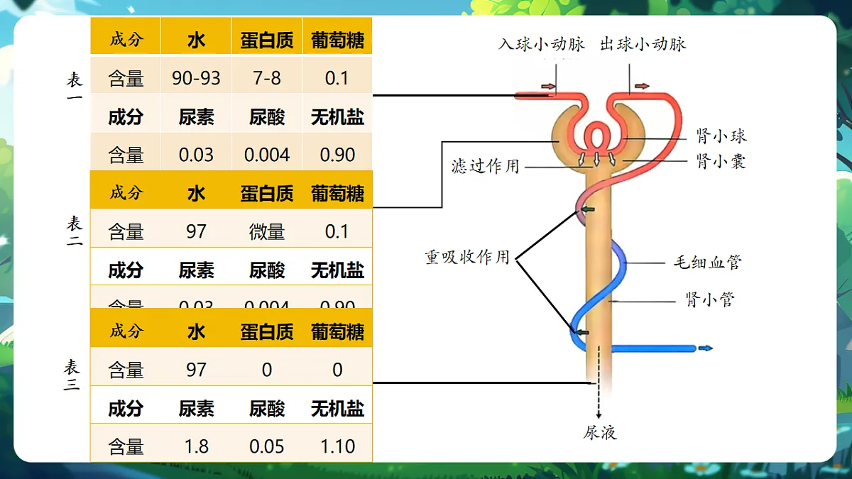 【核心素养】冀少版(新教材)生物七下 3.4.2尿液的形成和排出 课件(共31张PPT)+视频素材第7页