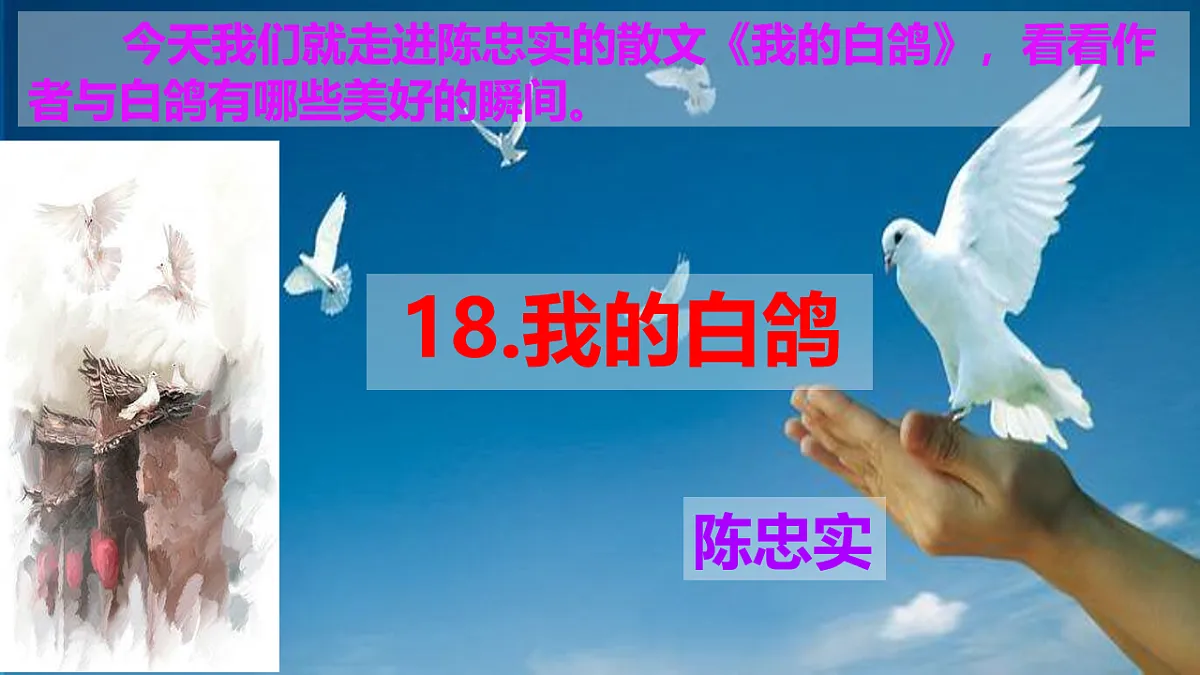 新人教部编版语文七上 5-18《我的白鸽》 课件第2页