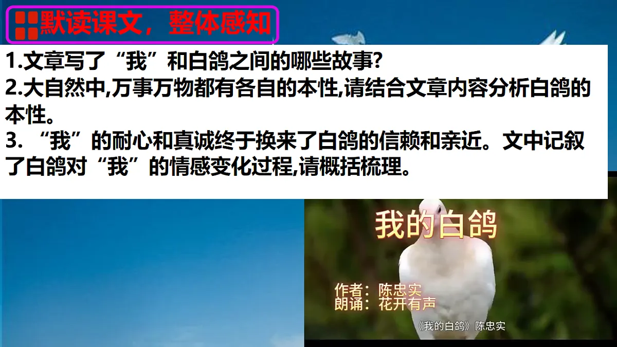 新人教部编版语文七上 5-18《我的白鸽》 课件第8页