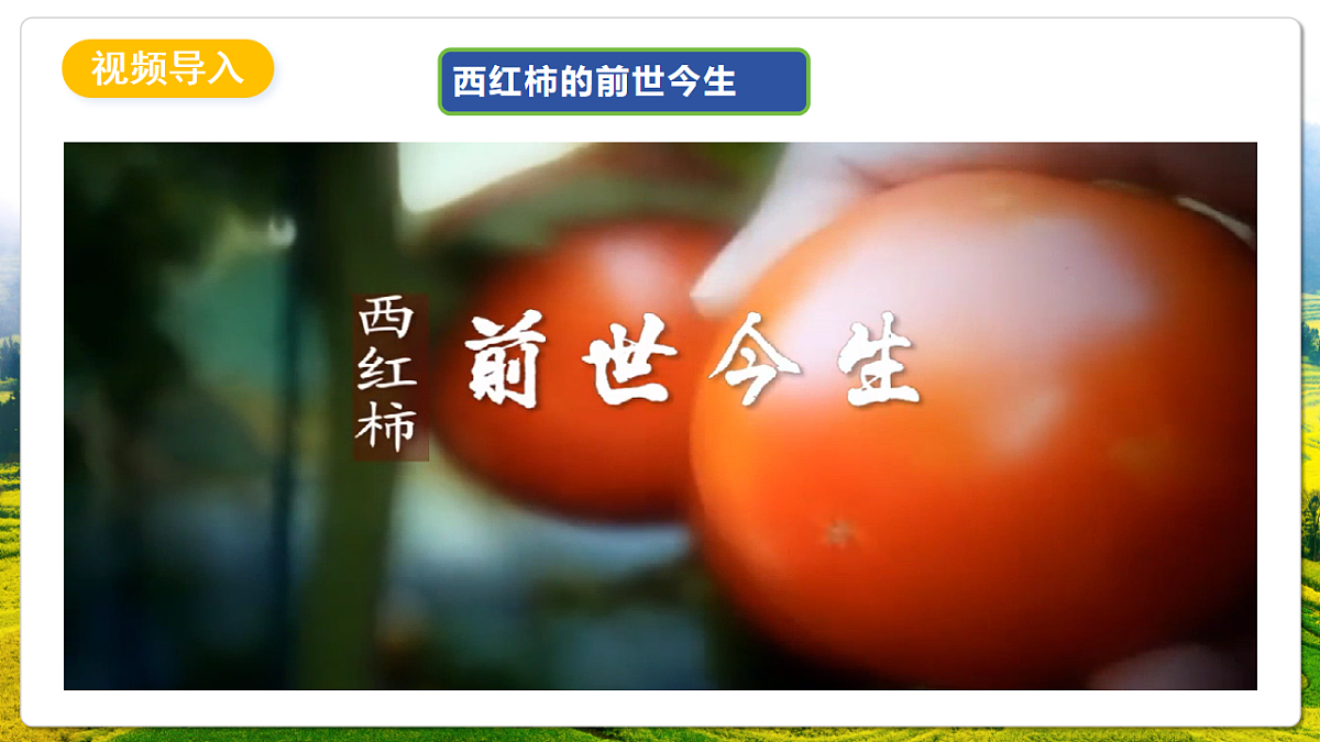 人教版(新课标)地理七上第六章 跨学科主题学习——《探索外来食料作物传播史》课件第4页