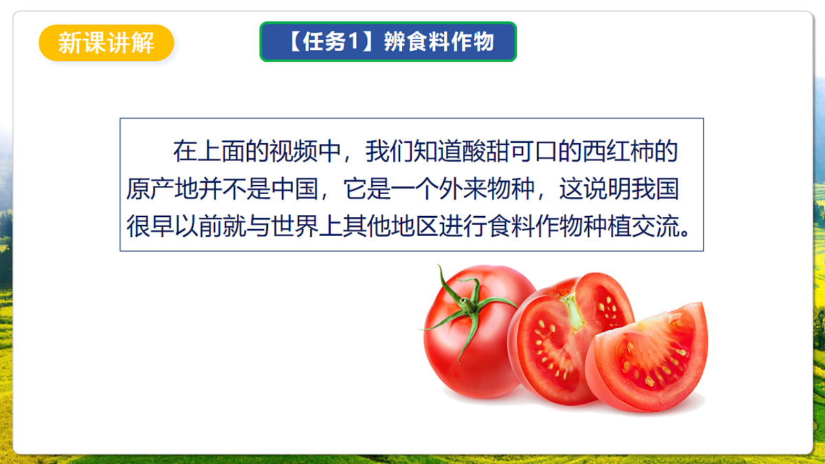 人教版(新课标)地理七上第六章 跨学科主题学习——《探索外来食料作物传播史》课件第5页
