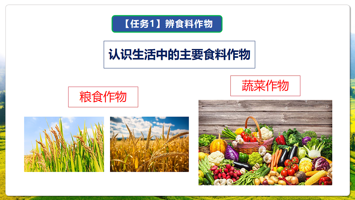 人教版(新课标)地理七上第六章 跨学科主题学习——《探索外来食料作物传播史》课件第8页