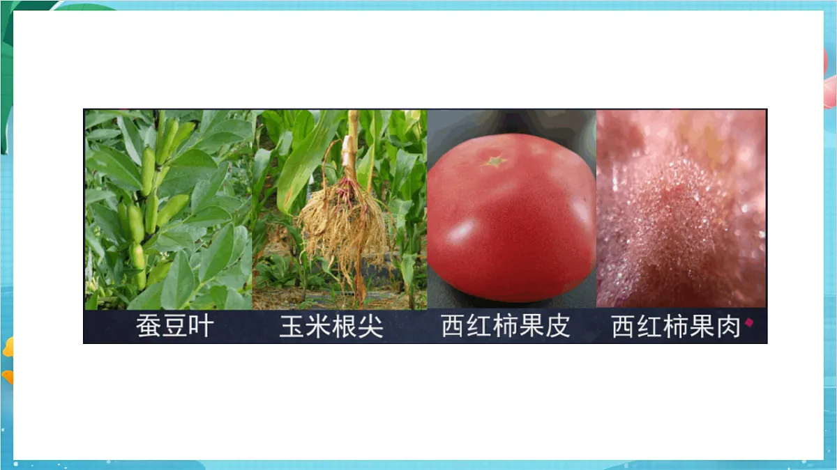 新教科版(2017)科学六上1.5《观察更多的生物细胞》课件第5页