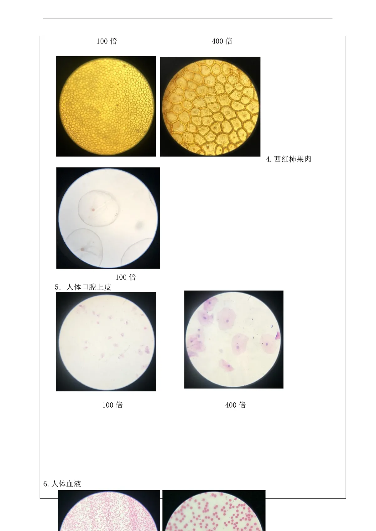 新教科版(2017)科学六上1.5《观察更多的生物细胞》学习任务单第3页