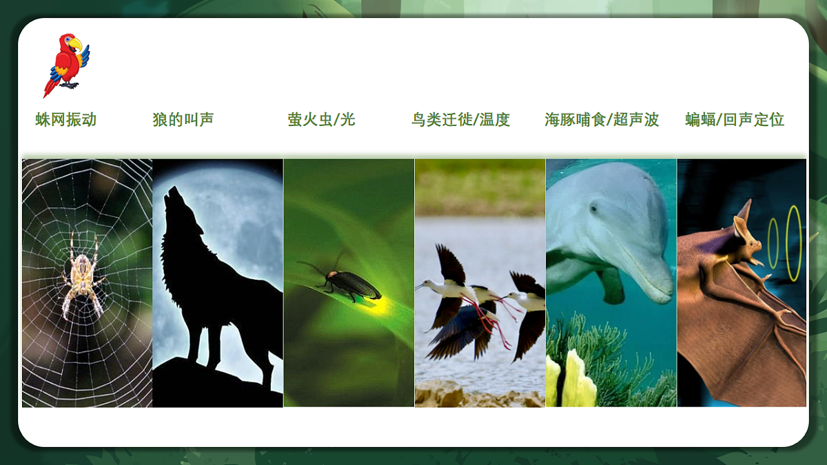 人教版(2019)高中生物选择性必修二3.4 生态系统的信息传递 课件第7页