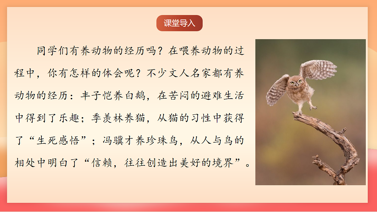 人教部编版(五四制)语文七年级上册(2024)第18课 《我的白鸽》课件第2页