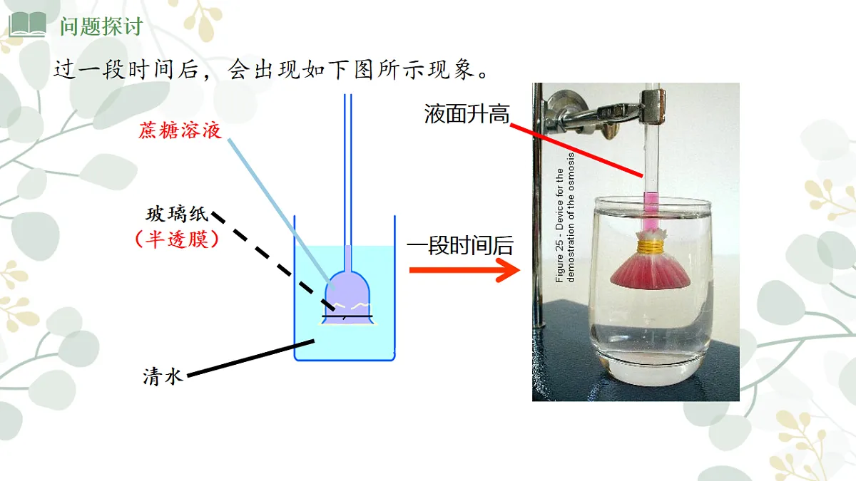 4.1《 被动运输》课时1第4页