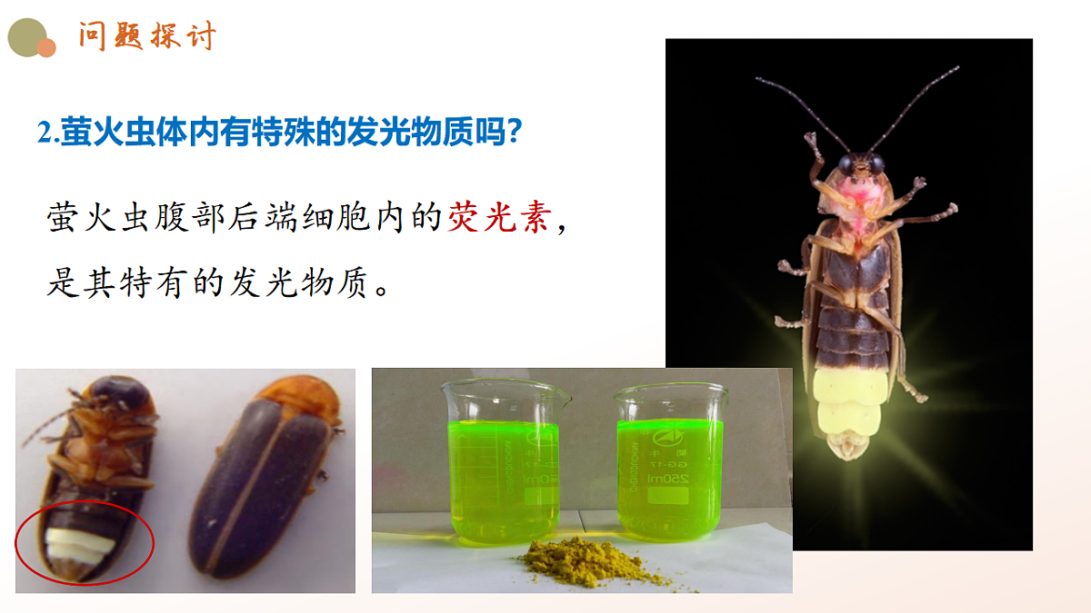 5.2《细胞的能量货币ATP》第5页