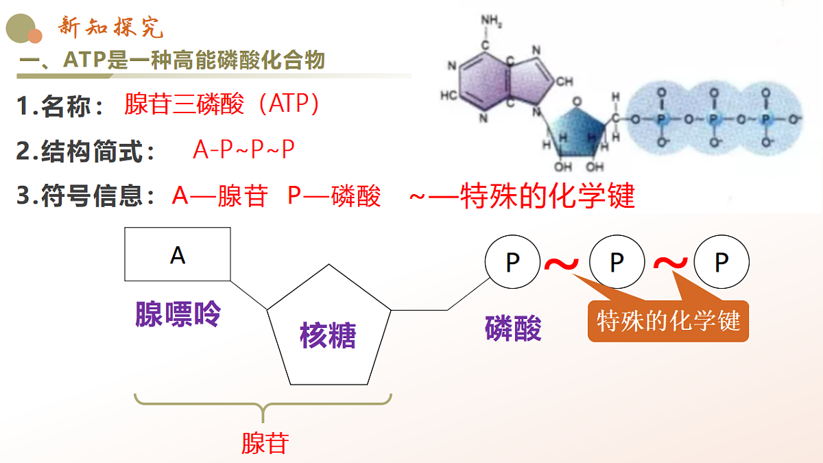 5.2《细胞的能量货币ATP》第8页
