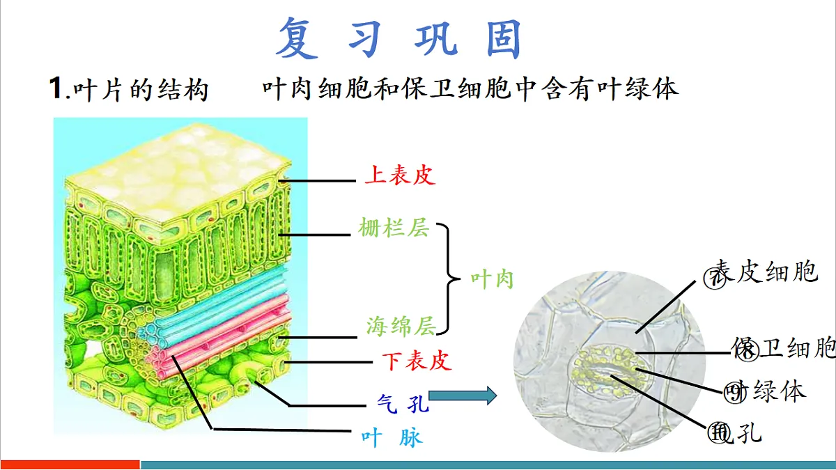 4.10.2 生物圈中的水循环(教学课件)第4页