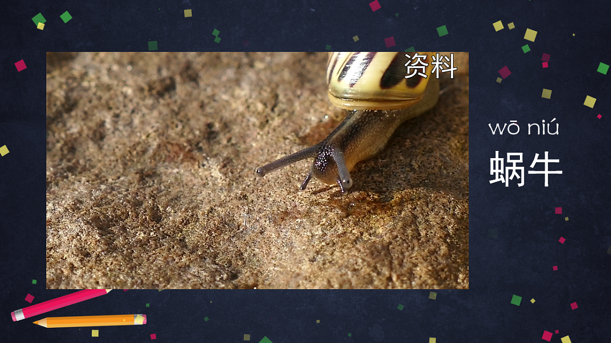 (湘科版)二年级科学上册2.2 观察蜗牛的反应-课件第3页