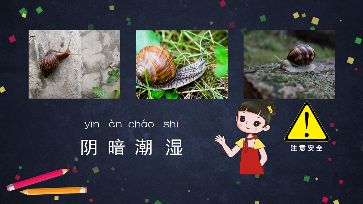(湘科版)二年级科学上册2.2 观察蜗牛的反应-课件第4页
