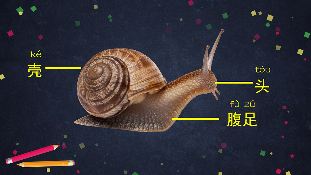 (湘科版)二年级科学上册2.2 观察蜗牛的反应-课件第6页