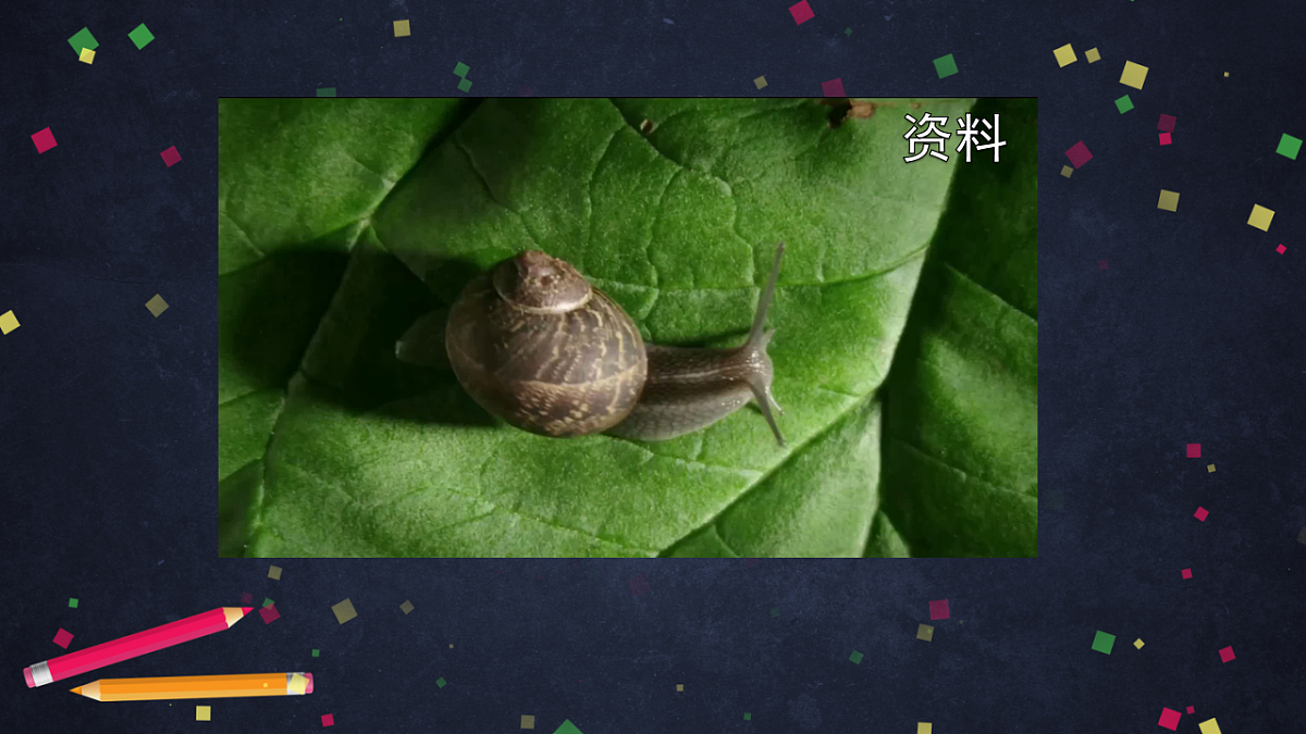 (湘科版)二年级科学上册2.2 观察蜗牛的反应-课件第7页