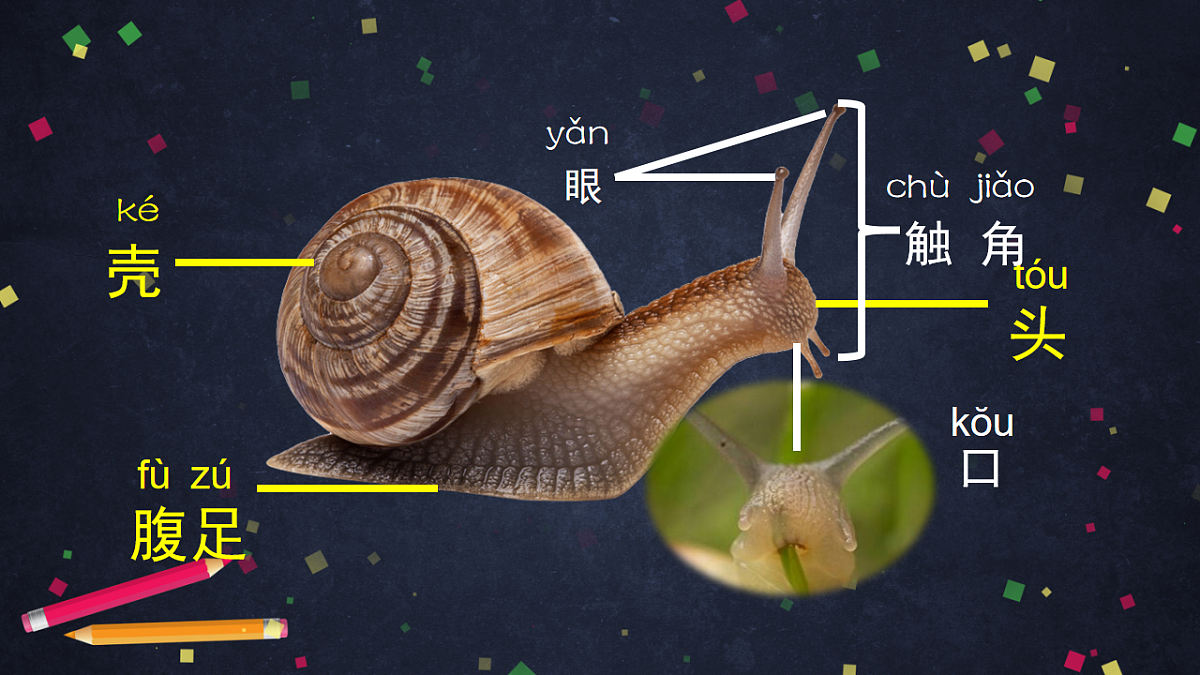 (湘科版)二年级科学上册2.2 观察蜗牛的反应-课件第8页