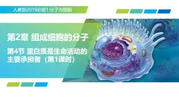 2.4 蛋白質(zhì)是生命活動的主要承擔者 第1課時（教學課件）-2025-2026學年高中生物必修1（人教版2019）