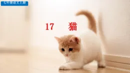 統(tǒng)編版（部編版）（2024）七年級(jí)語(yǔ)文上冊(cè)17 貓 課件