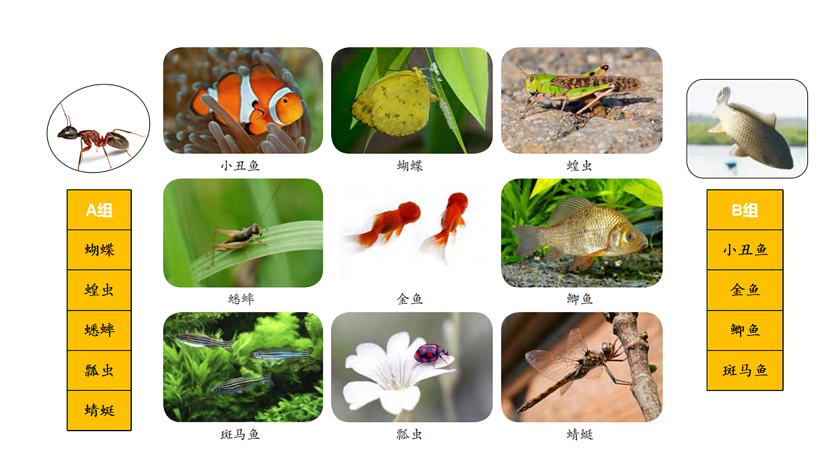 17254465第5页