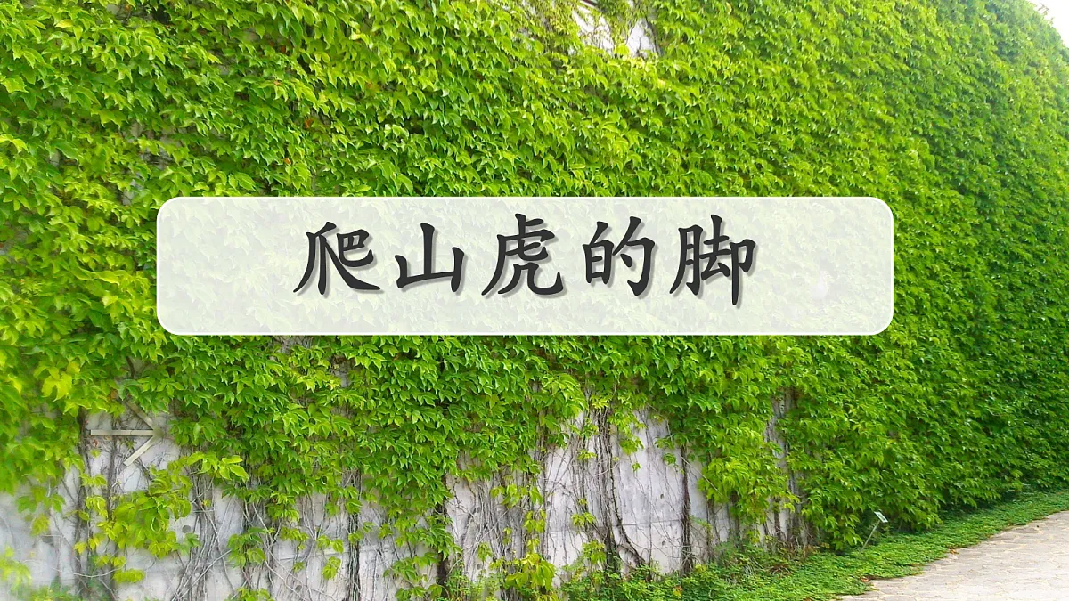 17259973第1页